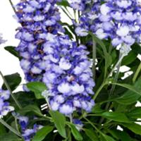 Icon Blue Bicolor Salvia