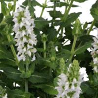 Icon Glacier Salvia