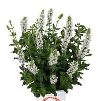 Icon Glacier Salvia