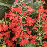 Unplugged Red Salvia