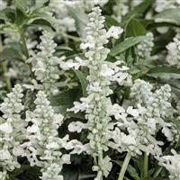 Unplugged White Salvia