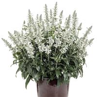 Unplugged White Salvia