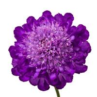 Scabiosa Giga Deep Ocean Blue