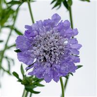 Scabiosa Kudo Blue