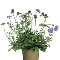 Scabiosa Kudo Blue