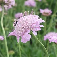 Scabiosa Kudo Pink