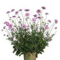 Scabiosa Kudo Pink
