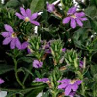 Scala Blue Bird Scaevola