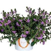 Scala Blue Bird Scaevola