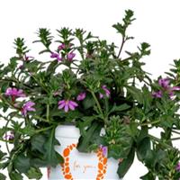 Scala Pink Bird Scaevola
