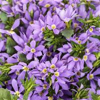 Stardiva Blue Scaevola