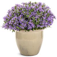 Stardiva Blue Scaevola