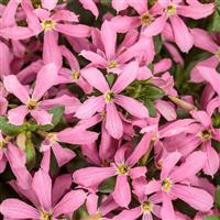 Stardiva Pink Scaevola