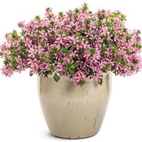 Stardiva Pink Scaevola