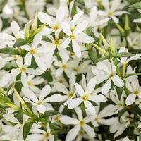 Stardiva White Scaevola