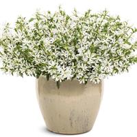 Stardiva White Scaevola