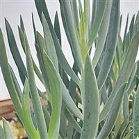 Senecio King Solomon