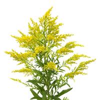 Monte de Oro Solidago