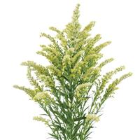 Romantic Glory Solidago