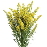 Solar Glory Solidago