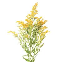 Sunny Glory Solidago