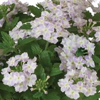 Empress Flair Delft Blue Star Verbena