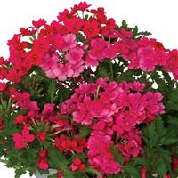 Empress Sun Kiss Pink Lemonade Verbena