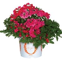 Empress Sun Kiss Pink Lemonade Verbena