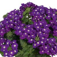 Empress Sun Kiss Blue Charme Verbena
