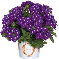 Empress Sun Kiss Blue Charme Verbena