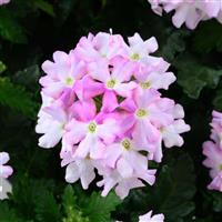 Vanessa Light Pink Bicolor Verbena