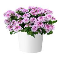 Vanessa Light Pink Bicolor Verbena