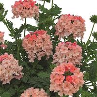 Vepita Peach Verbena