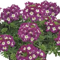 Vepita Purple White Verbena