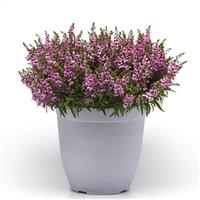 Serenita<sup>®</sup> Lavender Angelonia