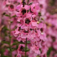 Serenita<sup>®</sup> Pink Angelonia