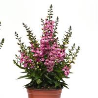 Serenita<sup>®</sup> Pink Angelonia