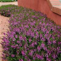 Serenita<sup>®</sup> Purple Angelonia