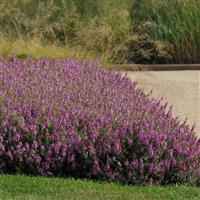 Serenita<sup>®</sup> Raspberry Angelonia