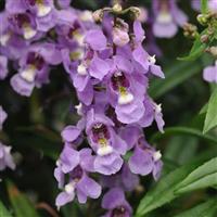 Serenita<sup>®</sup> Sky Blue Angelonia