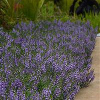 Serenita<sup>®</sup> Sky Blue Angelonia