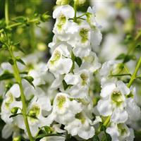 Serenita<sup>®</sup> White Angelonia