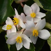 Dragon Wing<sup>®</sup> White Begonia