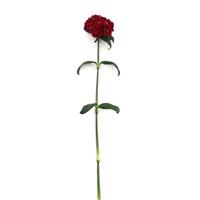 Sweet™ Red Dianthus
