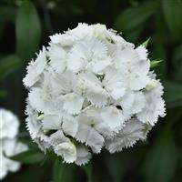 Sweet™ White Dianthus