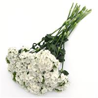 Sweet™ White Dianthus