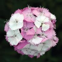Sweet™ Pink Magic Dianthus