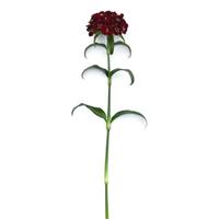 Sweet™ Black Cherry Dianthus