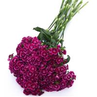 Sweet™ Magenta Bicolor Dianthus