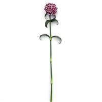 Sweet™ Purple White Bicolor Dianthus